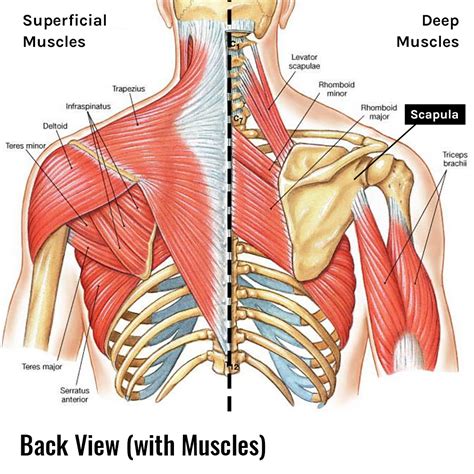 Shoulder Muscles Diagram Scapular Winging Winged Scapula Colorado ...