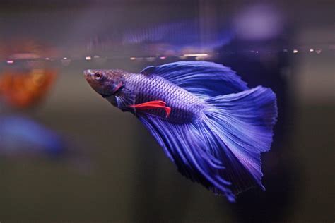 50 Best Betta Fish Tank Mates - Compatibility List