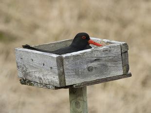 Oystercatcher breeding platform