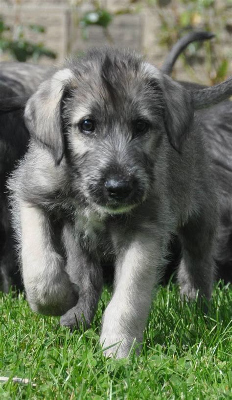 An adorable Irish Wolfhound Puppy | Dog Crazy! | Pinterest | Irish ...