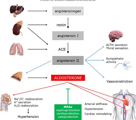 Aldosterone signaling and soluble adenylyl cyclase-a nexus for the ...