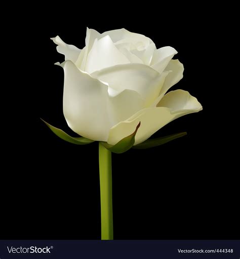 White rose Royalty Free Vector Image - VectorStock