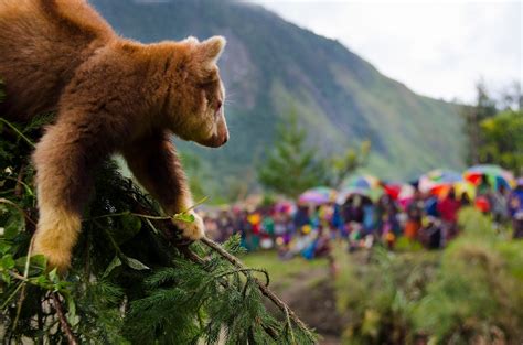 Tree Kangaroo Conservation Program: 20 Years of Awesome