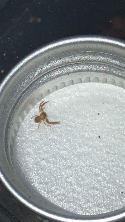 Baby Crabspider? Was released outside : r/spiders