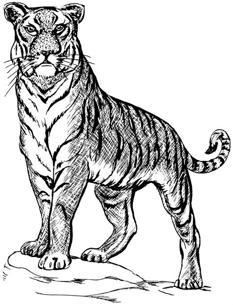 Tiger Line Drawings For Coloring