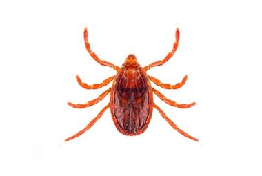 Brown Dog Ticks | Pest Information & Prevention Tips