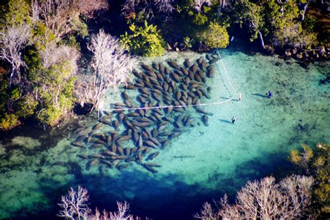 Three Sisters Springs - Temporarily Closed • Authentic Florida