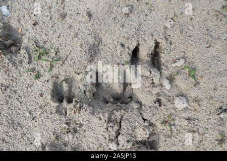 roe deer footprint Stock Photo - Alamy