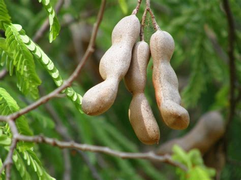 Tamarind | Tamarindus indica. Fabaceae (Leguminosae). One of… | Flickr