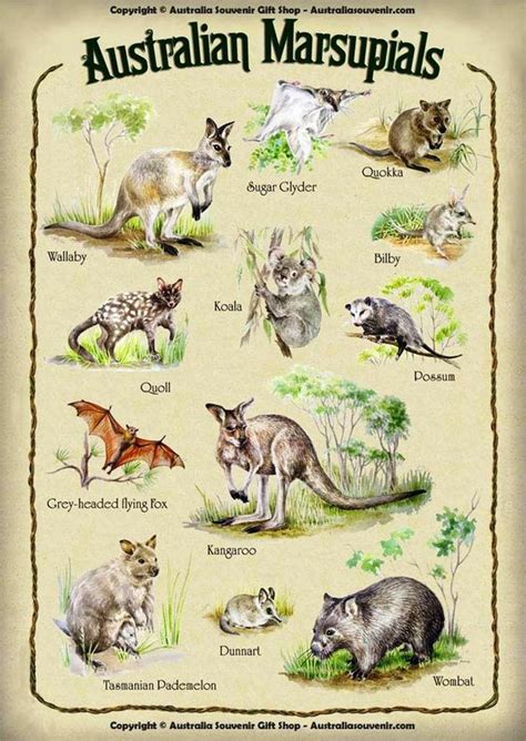 AUSTRALIAN MARSUPIAL CHART. | Animals of Australia & Oceania ...