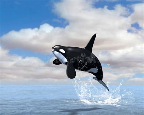 Orca Killer Whale Breach Illustration Stock Illustration - Image: 54654324