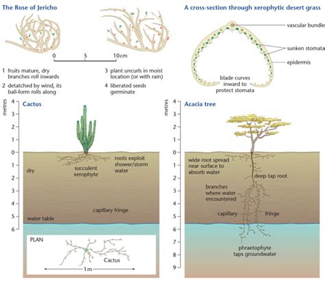 Plant Adaptation in Deserts | gcse-revision, geography, desert ...