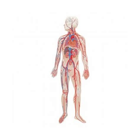 Circulatory System Model at ₹ 4499 | Human Body Part Models in New ...