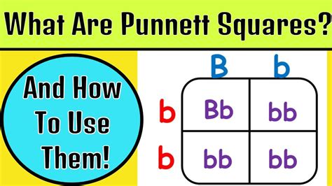 Punnett Squares Are Grids That Show