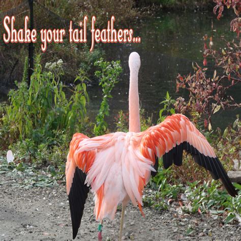 Shake Your Tail Feathers Free Stock Photo - Public Domain Pictures