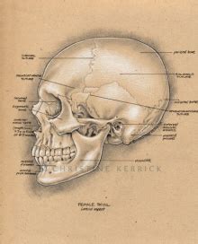 Forensic Art by Christine Kerrick at Coroflot.com