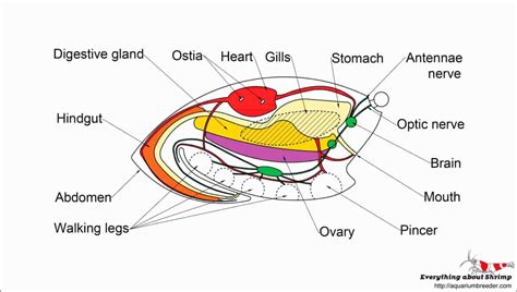 Crab Internal Anatomy - Shrimp and Snail Breeder