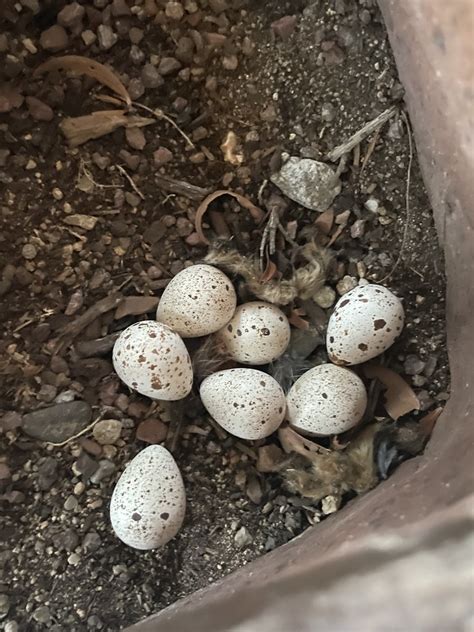 Gambel's Quail Eggs | Callipepla gambelii Green Valley May 3… | Ava ...