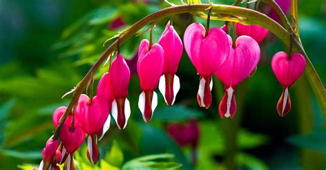 Bleeding Heart Flower Wallpaper Full Hd | Best Flower Site