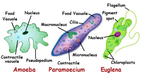 Multicellular Organisms Diagram