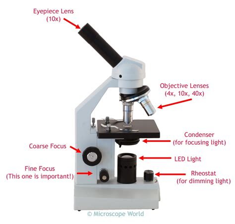 Compound Microscope Drawing at GetDrawings | Free download