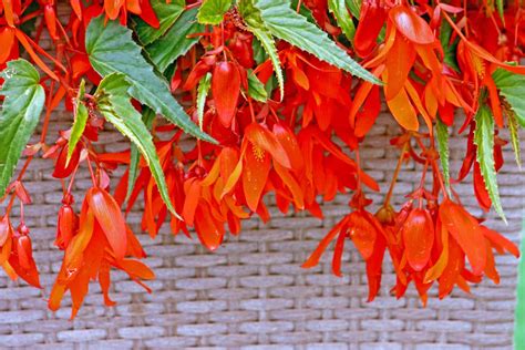 Begonia Boliviensis Plant Care Guide | Plantly