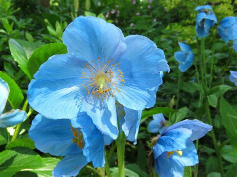 12 Garden Plants With Blue Flowers