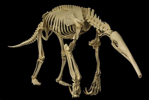 giant anteater skeleton - Google Search | Animal skeletons, Animal ...