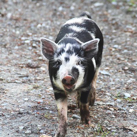 Black and White Baby Pig Photograph by Peggy Collins - Fine Art America