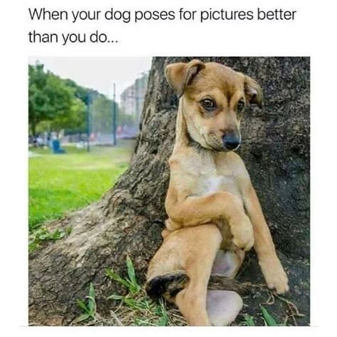 9 Small Dog Memes That Are So Cute, They'll Make You Drop Everything ...