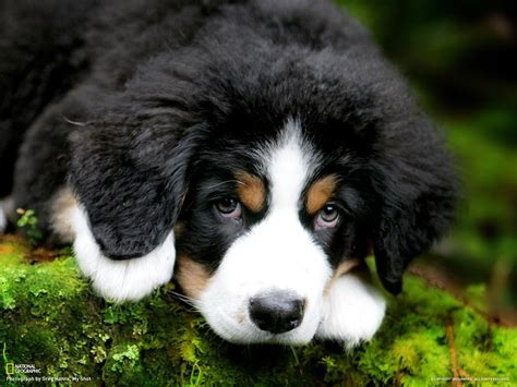 Cute puppy Bernese Mountain dog wallpapers and images - wallpapers ...