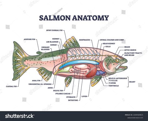 What Categories Of Fish Have Fins And Internal Skeletons?