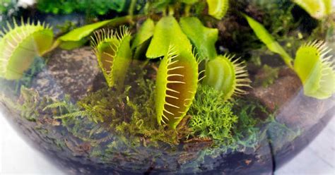 How to Create a Carnivorous Plant Terrarium: 7 Simple Steps - Simply ...