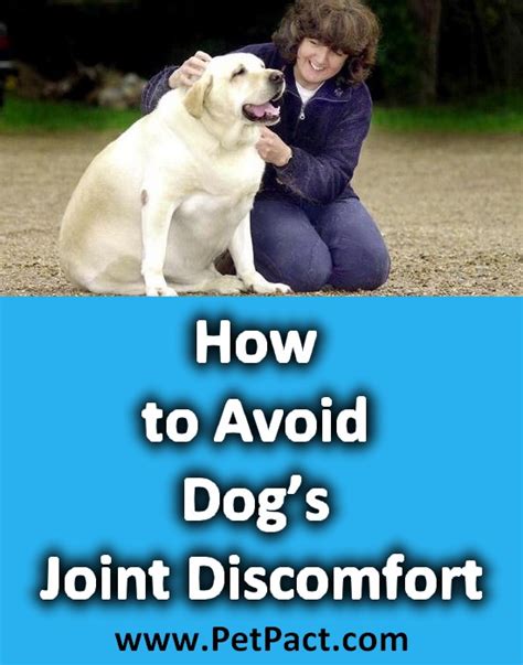 How to Avoid Dog’s Joint Discomfort – Best Joint Pain Relief ...