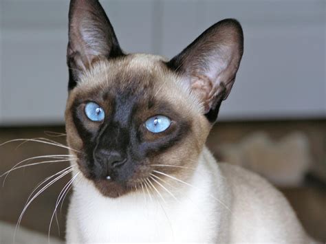 Carolina Blues Cattery Siamese Kittens for Sale