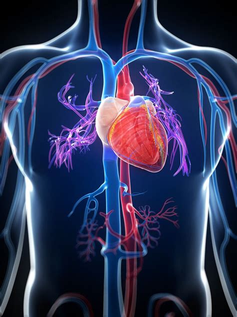 Cardiovascular System Part 1: Anatomy & Physiology | Cardiovascular ...