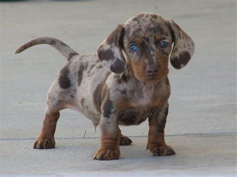 Aother Dachshund Puppy, Gorgeous Blue Eyes | Dog crossbreeds, Dapple ...