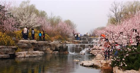 8 Places to See Beijing's Spring Blossoms – That’s Beijing