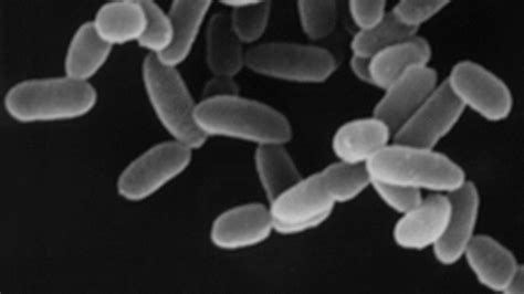 BioCam: Clasificación del Dominio Archea