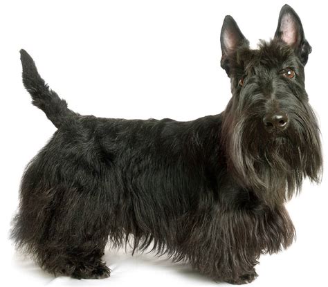 Scottish Terrier - Dog Breed Guide