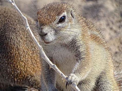 African Ground Squirrel Facts: Discover Species In The Genus Xerus