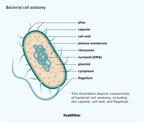 What Is Bacteria? Good vs. Bad, Benefits, and Common Types - Tendig