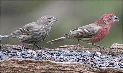 House Finch Eye Disease - FeederWatch | Bird photo, Bird sightings, Finch