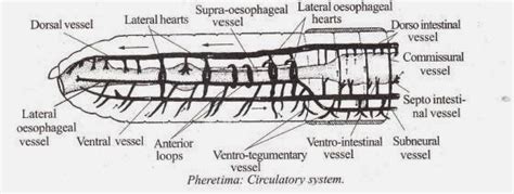 Biolearnspot: Earthworm circulatory system