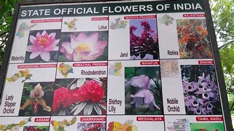 Name The State Flower Of Meghalaya | Best Flower Site