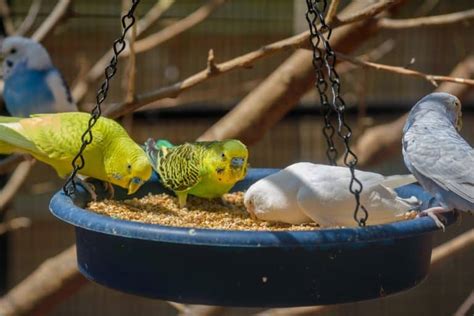 What Do Parakeets Eat? And What Shouldn't Parakeets Eat? - Embora Pets