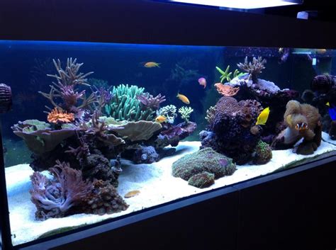 Aquascaping, Show your Skills... - Page 30 | Saltwater aquarium fish ...