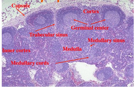 Histology of Lympathics - Cellular And Molecular Biology with Maltese ...