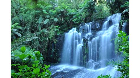 Tropical Rainforest Wallpaper - WallpaperSafari