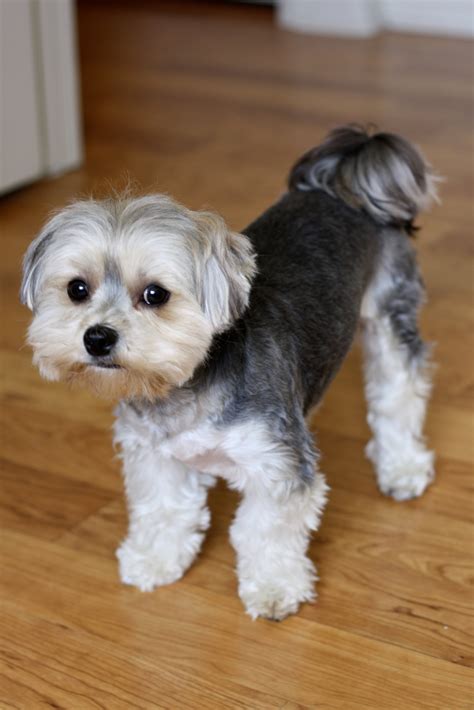 Morkie Breeders in the USA with Puppies for Sale | PuppyHero